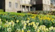 Fursdon-Front of House-Spring-Daffodils.jpg